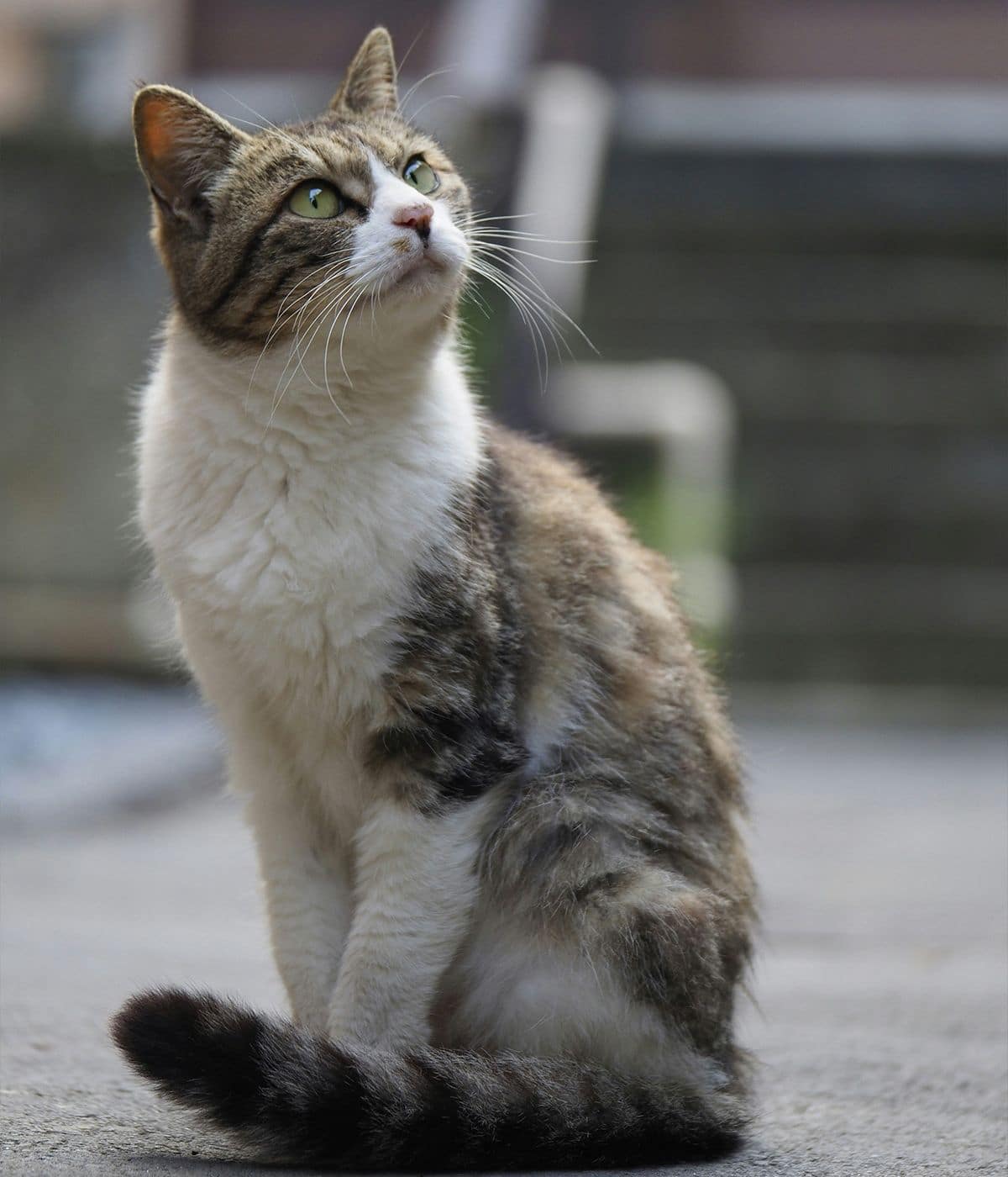 Pet End-of-Life Care img cat resting on the floor