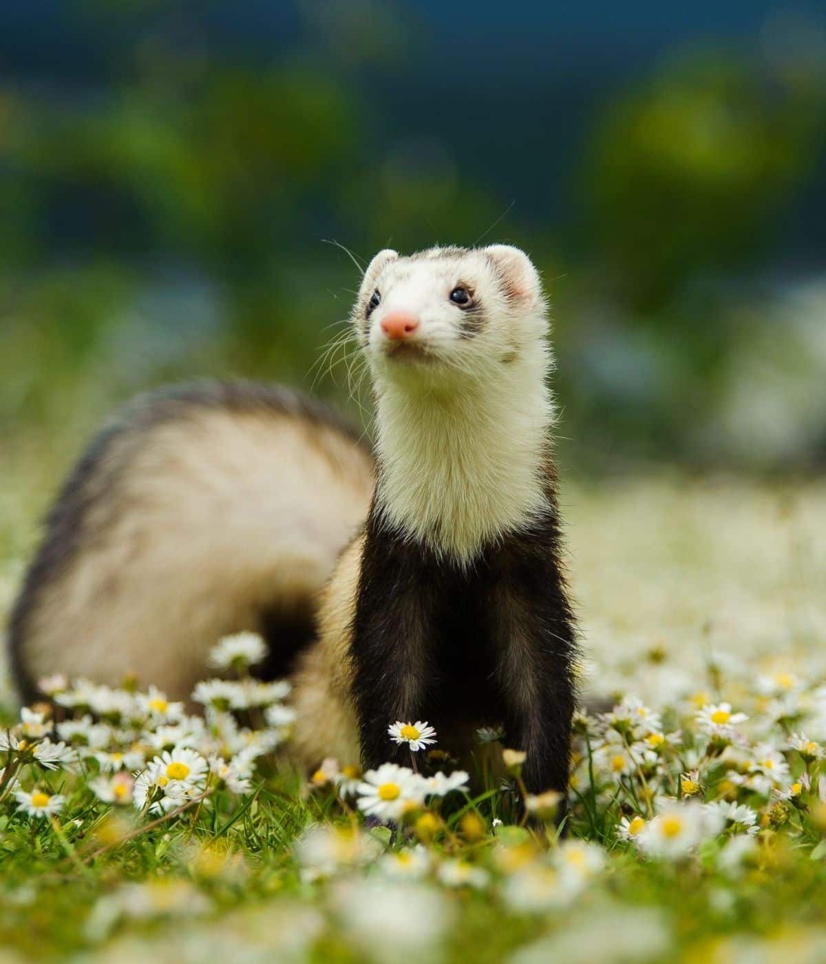 exotic pets img a ferret standing in a field of daisies