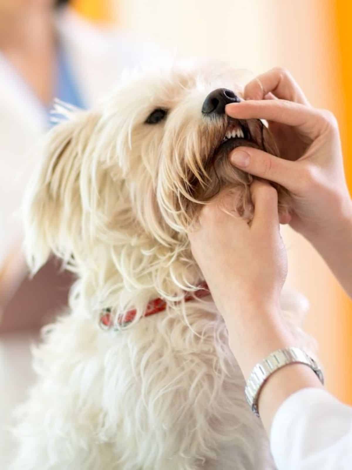 pet dental care (1) vet examining the teeth of a dog