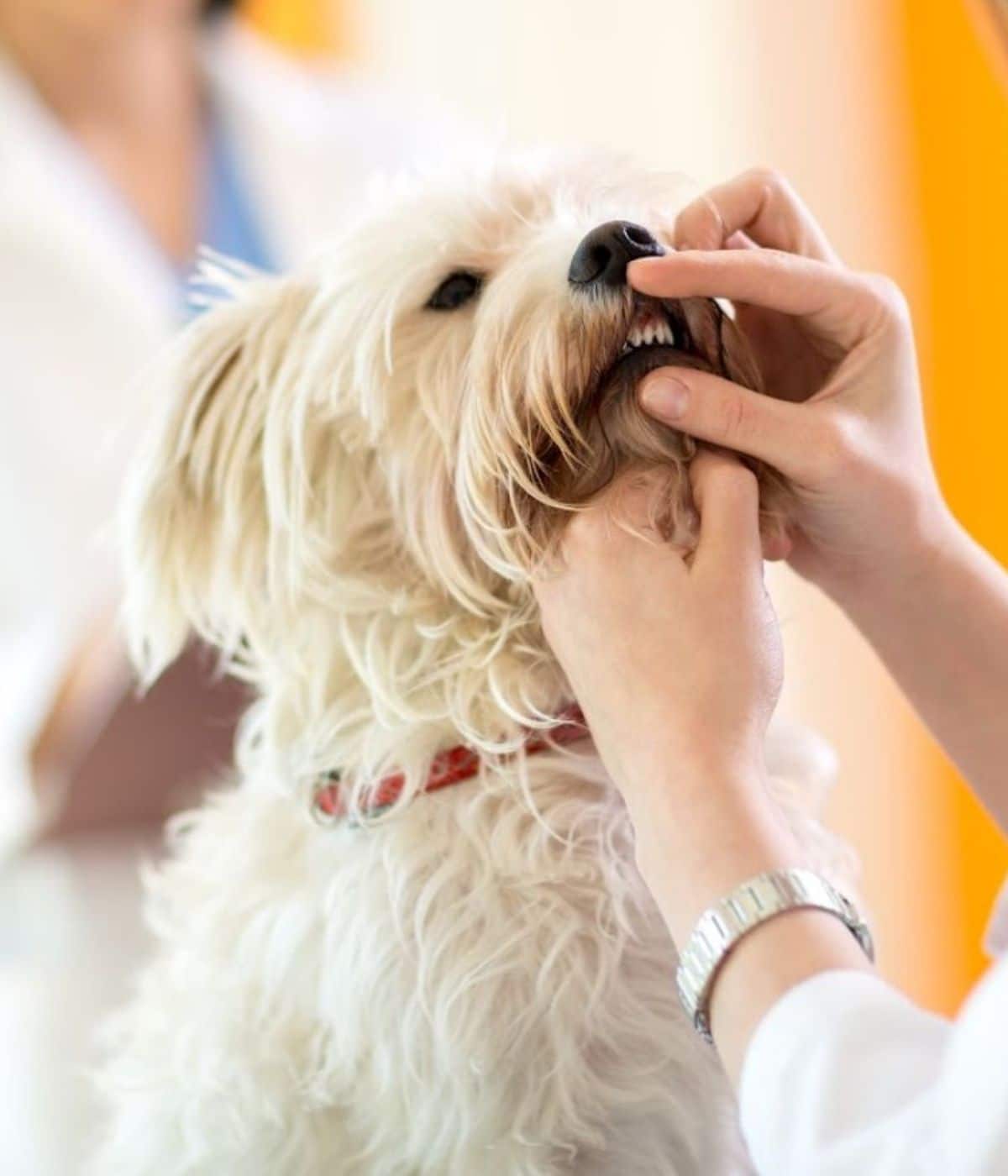 pet dental care img vet examining the teeth of a dog