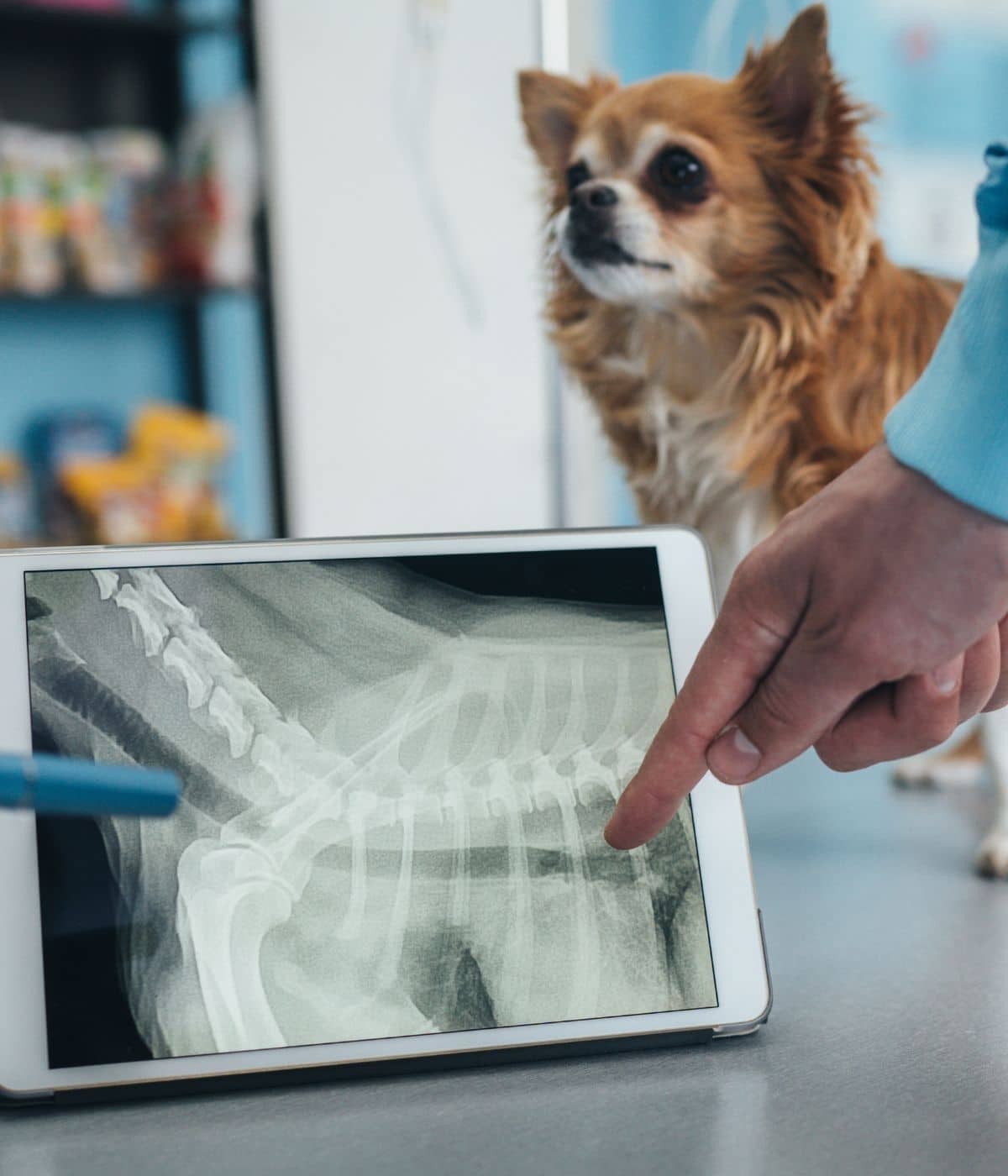 pet diagnostics img a dog stands on an examination table while the vet is pointing out an X-ray