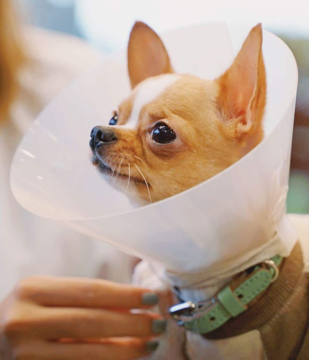 pet surgery img person wearing surgery collar to a dog