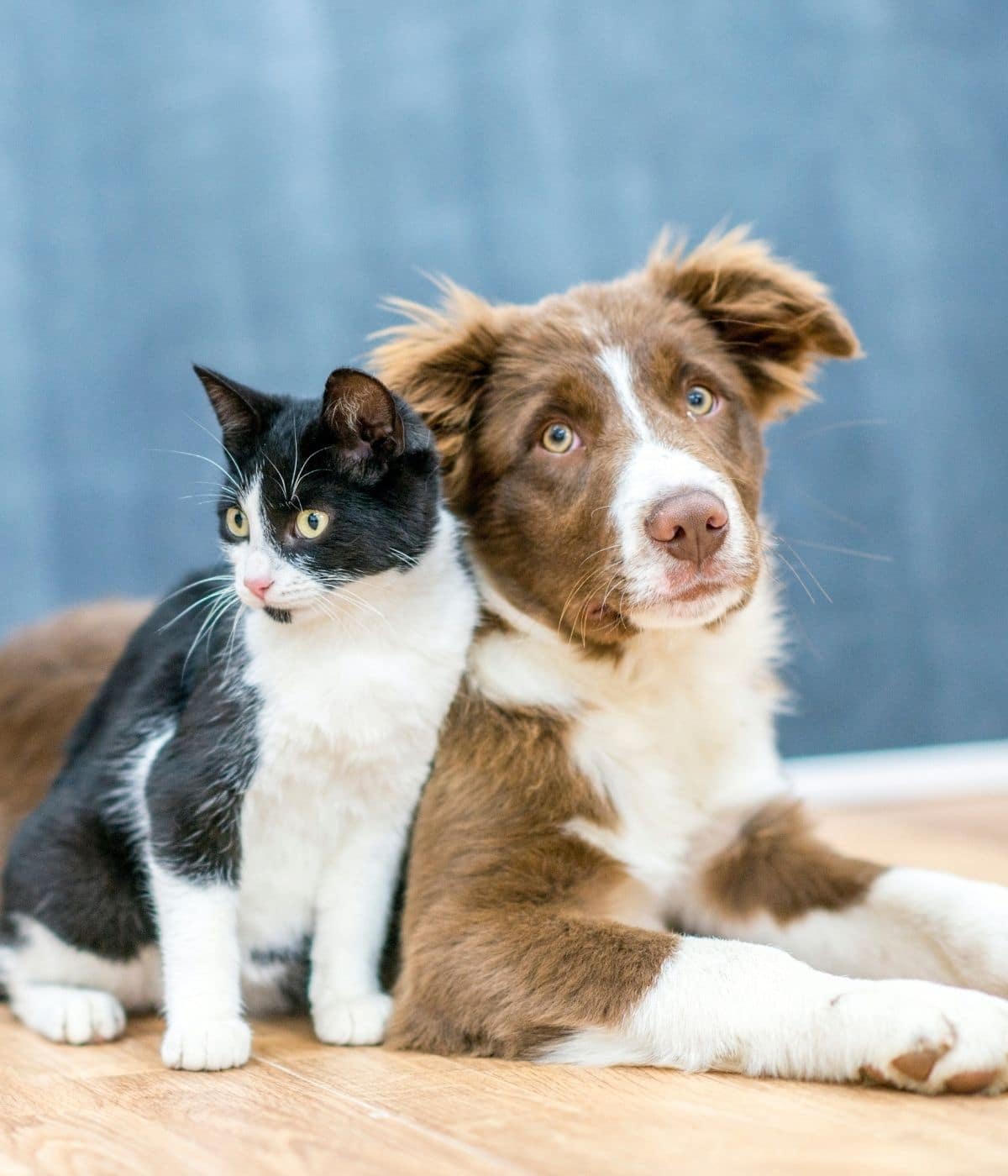 pet wellness care img A dog and cat are sitting together